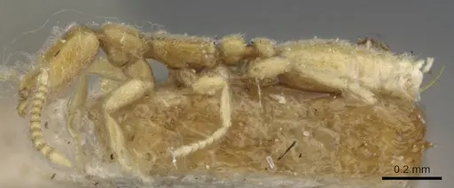 Leptanilla havilandi - CASENT0907032