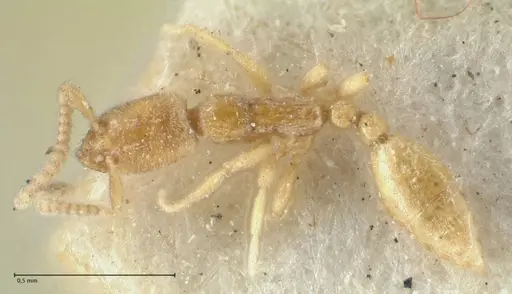 Leptanilla havilandi - FOCOL1126