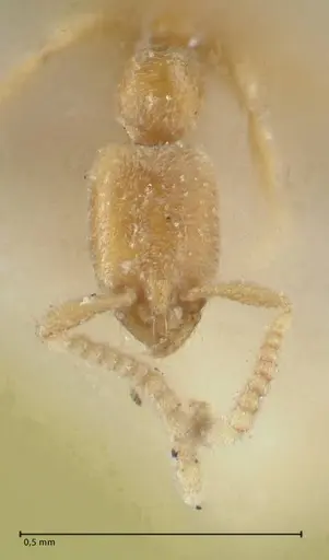 Leptanilla havilandi - FOCOL1126