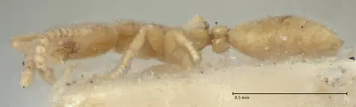 Leptanilla havilandi - FOCOL1126