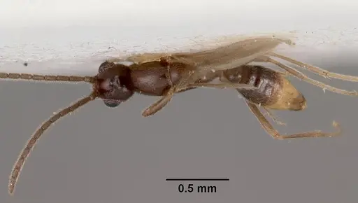 Leptanilla indica specimen