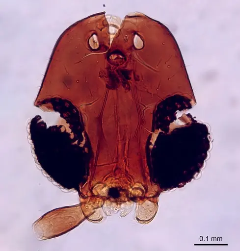 Leptanilla islamica specimen