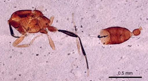 Leptanilla islamica specimen