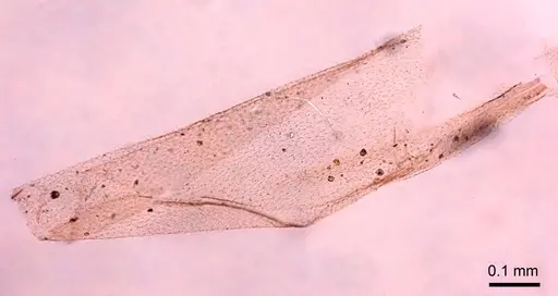 Leptanilla islamica specimen