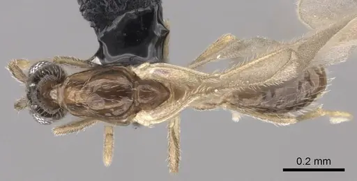 Leptanilla israelis specimen