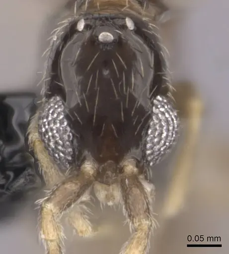 Leptanilla israelis specimen