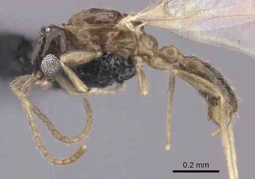 Leptanilla israelis specimen