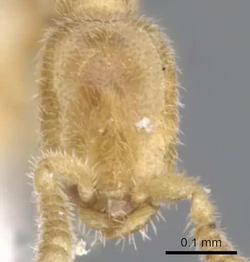 Leptanilla japonica specimen