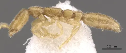 Leptanilla japonica specimen