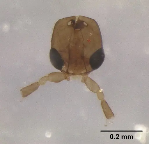 Leptanilla javana specimen