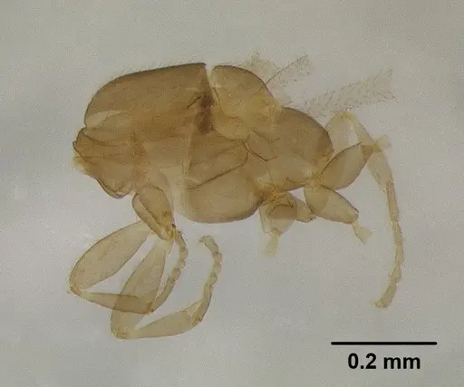 Leptanilla javana specimen