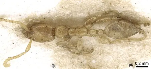 Leptanilla judaica specimen