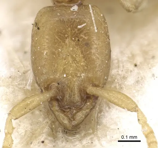 Leptanilla judaica specimen