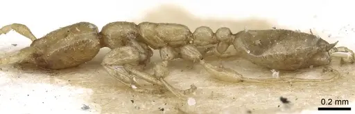 Leptanilla judaica specimen