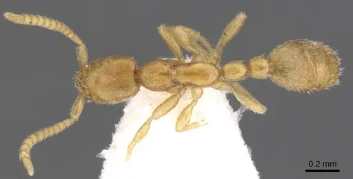 Leptanilla kubotai specimen