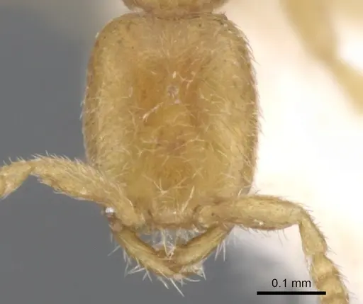 Leptanilla kubotai specimen