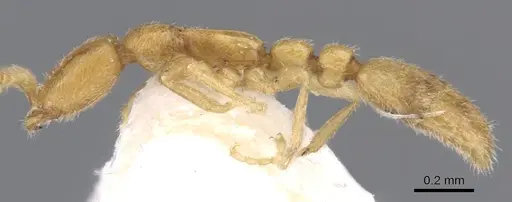 Leptanilla kubotai specimen