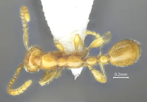 Leptanilla kunmingensis specimen