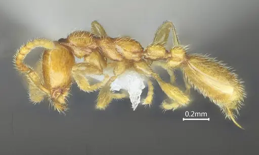 Leptanilla kunmingensis specimen