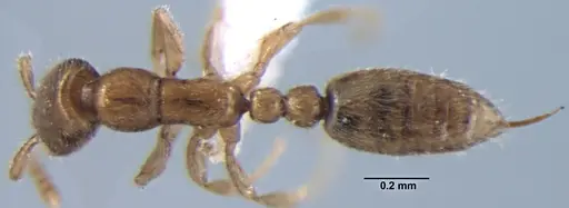 Leptanilla lamellata specimen