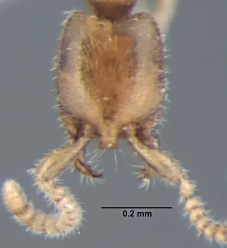 Leptanilla lamellata specimen