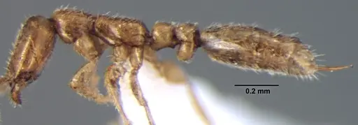 Leptanilla lamellata specimen