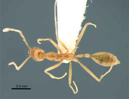 Leptanilla laventa specimen