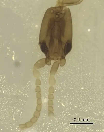 Leptanilla minuscula specimen