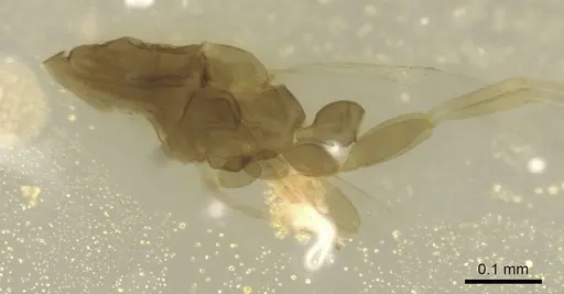 Leptanilla minuscula specimen