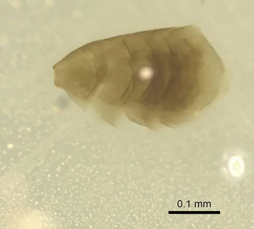 Leptanilla minuscula specimen