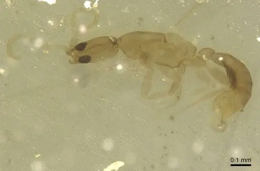 Leptanilla minuscula - CASENT0911450