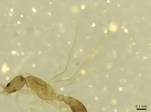 Leptanilla minuscula - CASENT0915646