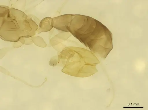 Leptanilla minuscula - CASENT0915646