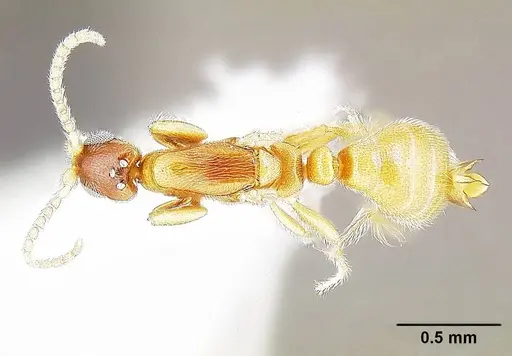 Leptanilla najaphalla specimen