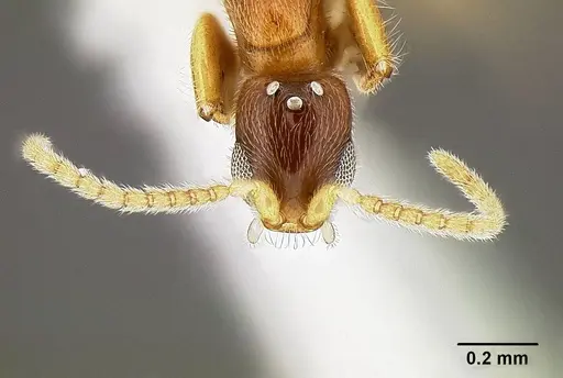 Leptanilla najaphalla specimen