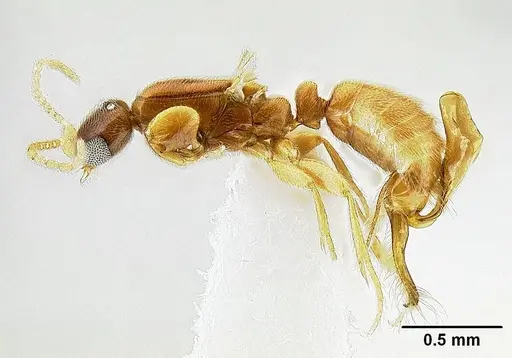 Leptanilla najaphalla specimen