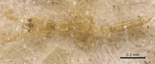 Leptanilla nana specimen