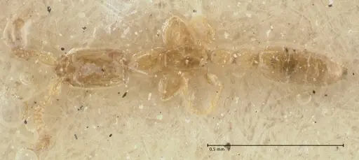 Leptanilla nana - FOCOL1120