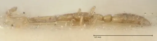 Leptanilla nana - FOCOL1120