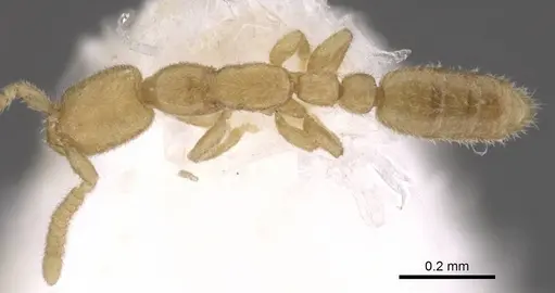 Leptanilla oceanica specimen