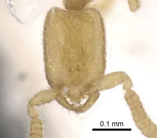 Leptanilla oceanica specimen