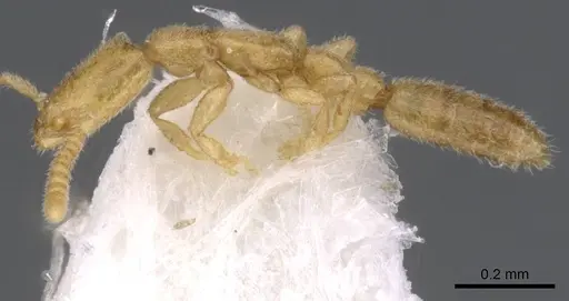 Leptanilla oceanica specimen