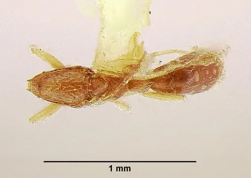 Leptanilla palauensis specimen