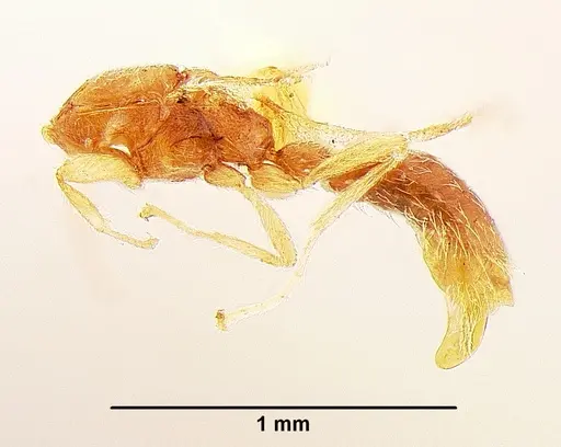 Leptanilla palauensis specimen