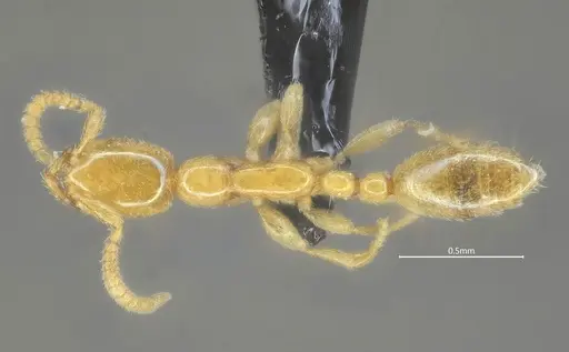 Leptanilla qinlingensis specimen