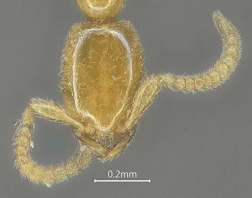 Leptanilla qinlingensis specimen