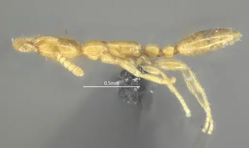 Leptanilla qinlingensis specimen