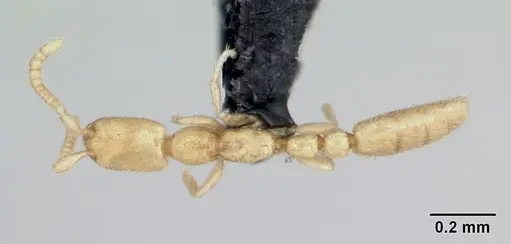 Leptanilla revelierii specimen