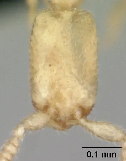 Leptanilla revelierii specimen