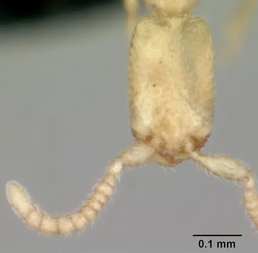 Leptanilla revelierii specimen